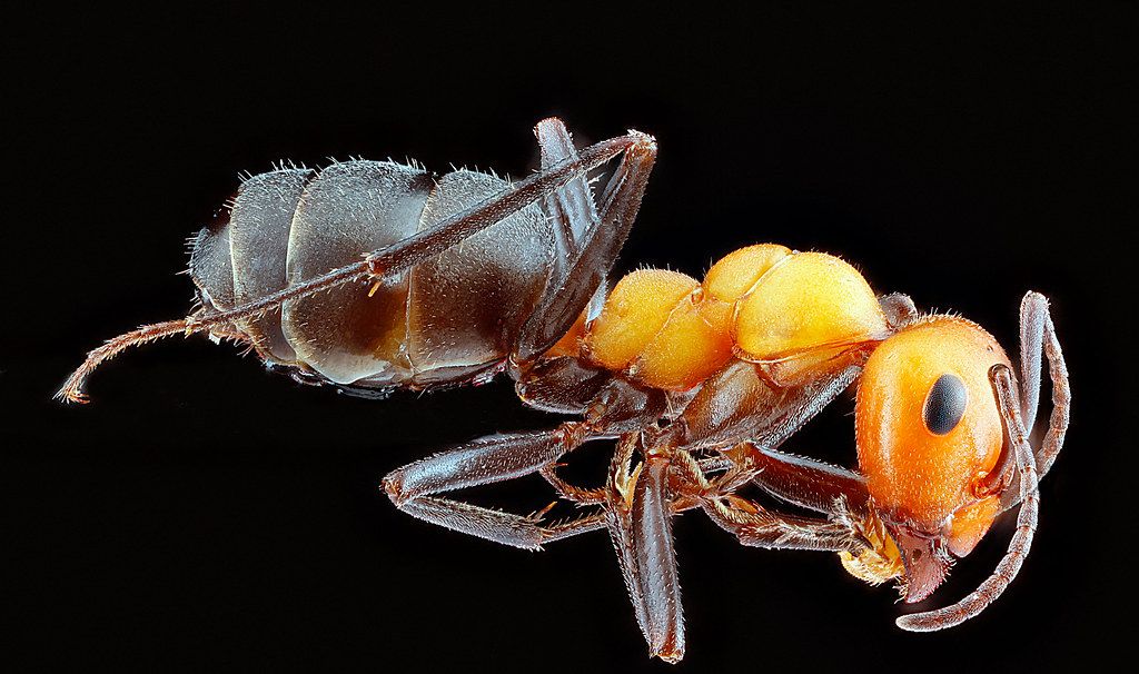 Ant Control service in The Hammocks, FL