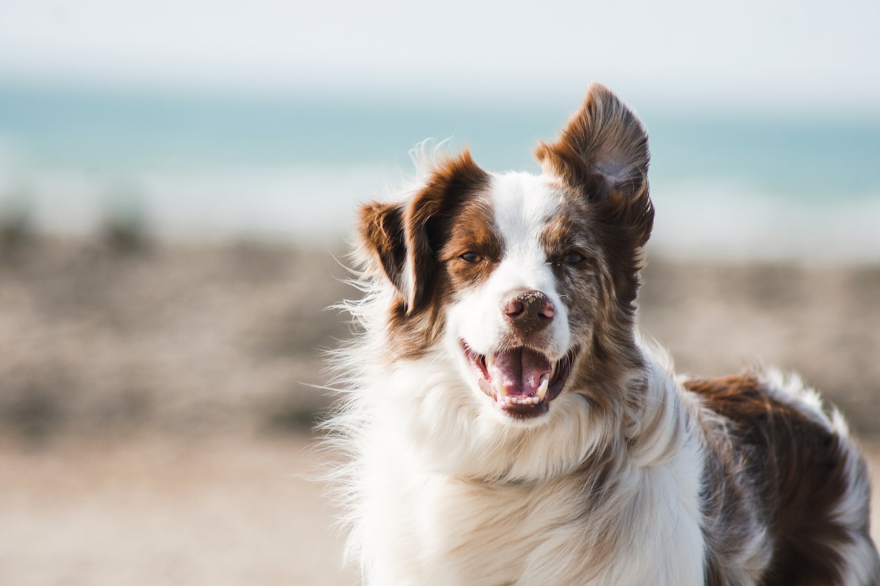 Flea & Tick Control service in The Hammocks, FL