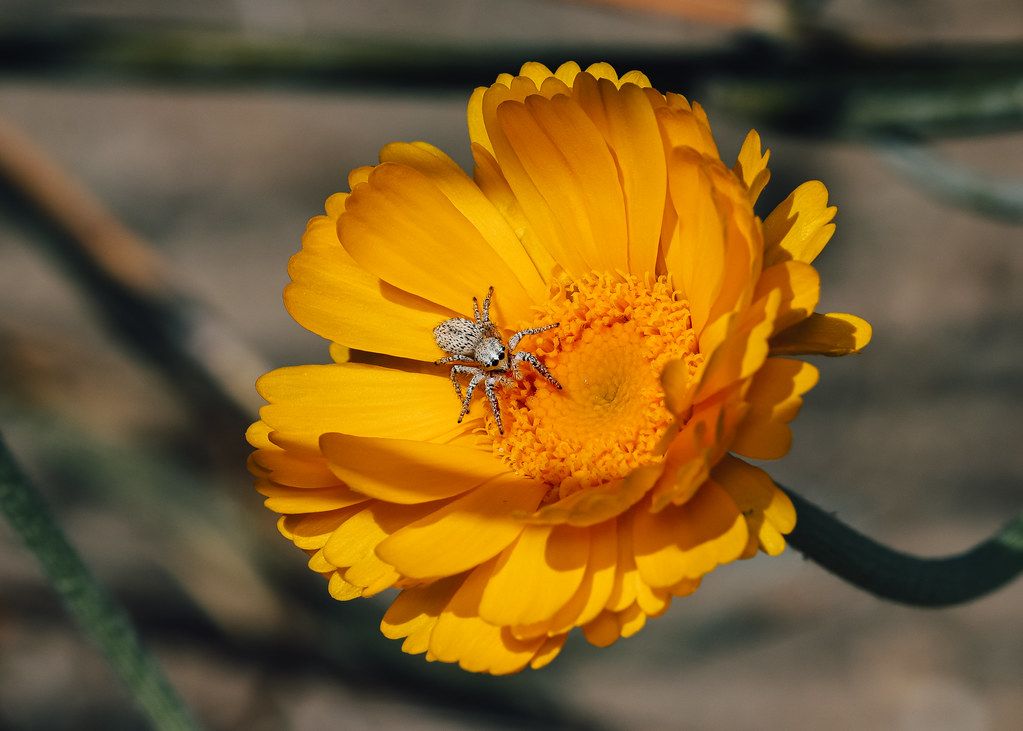Spider Control service in The Hammocks, FL